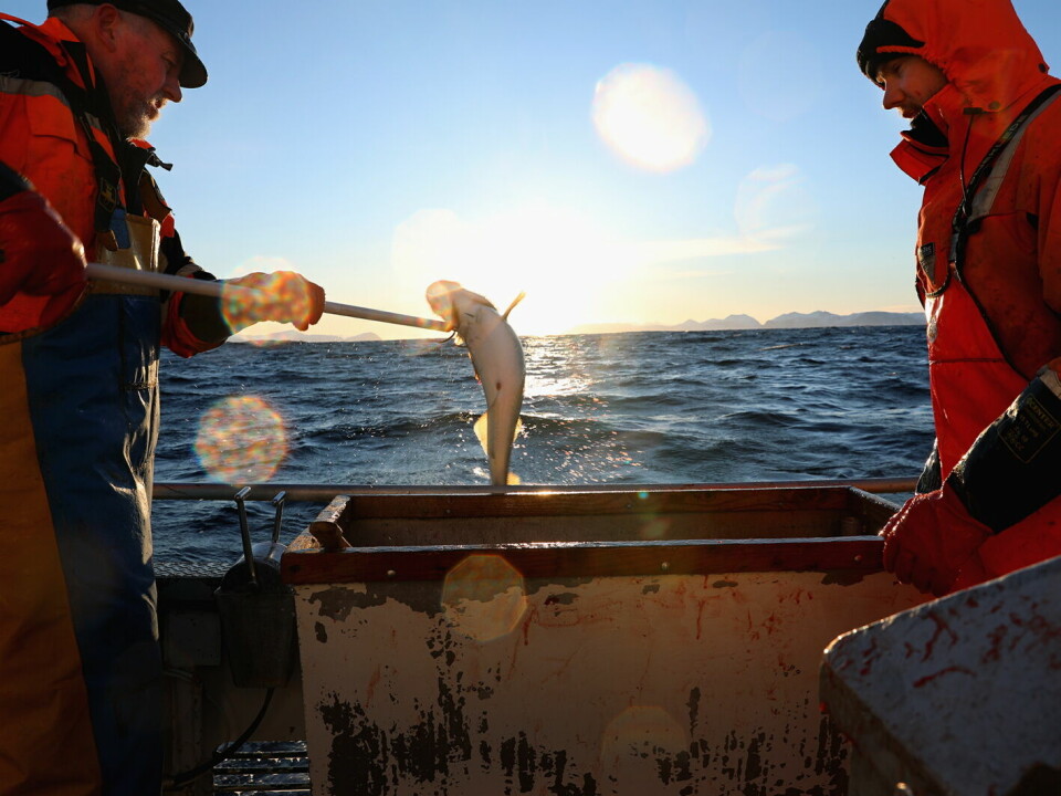 Debio lanserer en ny standard og et eget miljømerke for bærekraftige norske fiskeprodukter.